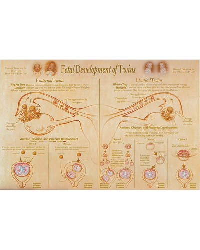 Fetal Development & Presentation of Twins Chart